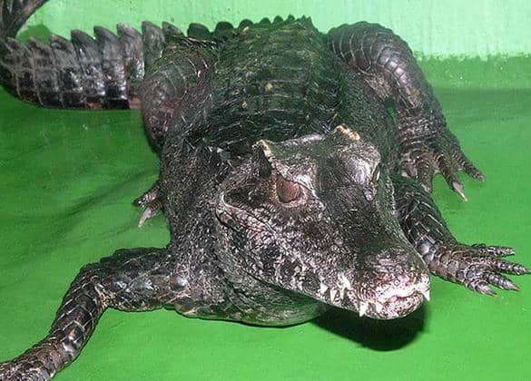 動物図鑑・コビトカイマン